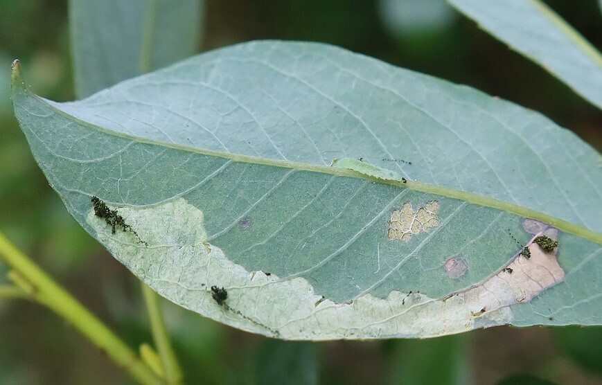 Lyonetia pulverulentella