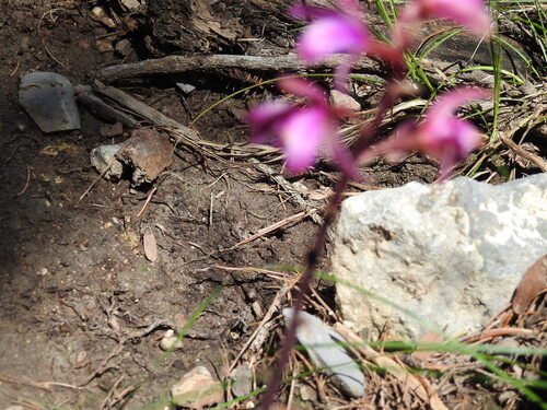 Largeflower Crested Coralroot (Bletia mexicana)