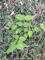 Gymnocladus dioicus