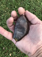 Gymnocladus dioicus