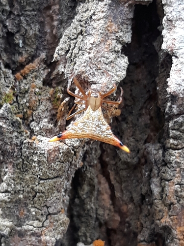 Micrathena lata