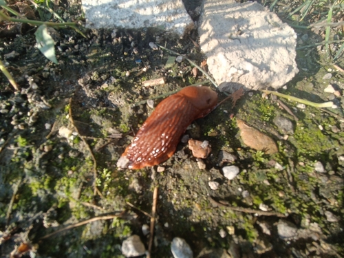 Spanish Slug