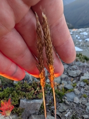 Spike Trisetum (Trisetum spicatum)