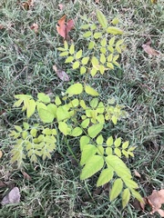 Gymnocladus dioicus