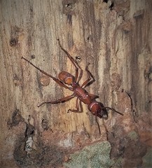 Gnamptogenys concinna