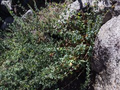 Lonicera subspicata denudata