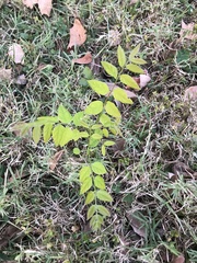 Gymnocladus dioicus