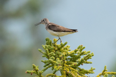 Solitary Sandpiper photo 1