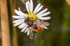 Polydontomyia curvipes