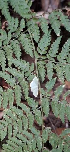 Xenochlorodes nubigena