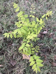 Gymnocladus dioicus