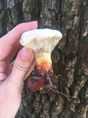 Ganoderma