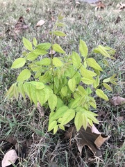 Gymnocladus dioicus