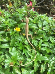 Calotes versicolor
