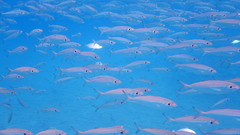 Decapterus