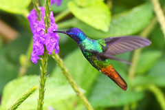 Chrysuronia oenone