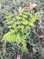 Gymnocladus dioicus