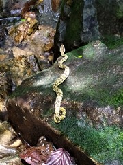 Bothrops punctatus