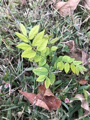 Gymnocladus dioicus