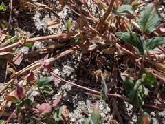 Lonicera subspicata denudata