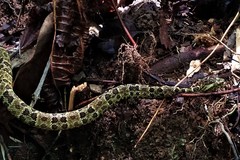 Bothrops punctatus
