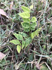 Gymnocladus dioicus