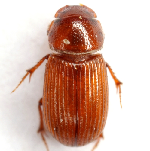 Ataenius desertus