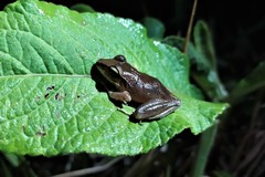 Craugastor metriosistus