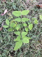 Gymnocladus dioicus