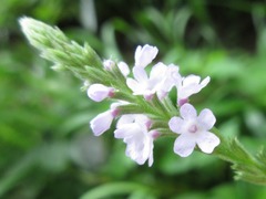 Verbena officinalis