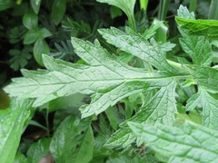 Verbena officinalis