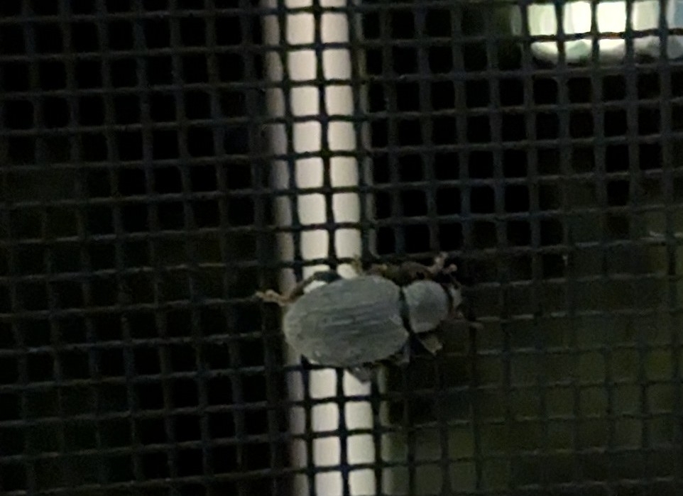 Weevil