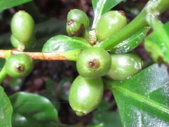 Coffea liberica