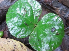 Coffea liberica