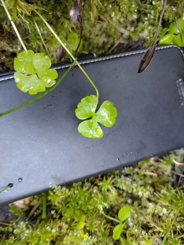 Lapland Buttercup