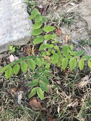 Gymnocladus dioicus