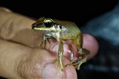 Craugastor metriosistus