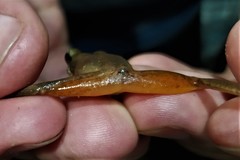 Craugastor metriosistus