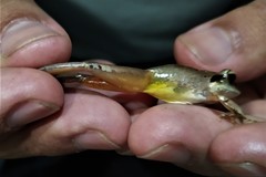 Craugastor metriosistus