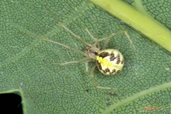 Theridion varians