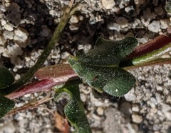 Lonicera subspicata denudata