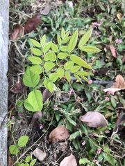 Gymnocladus dioicus