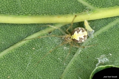 Theridion varians