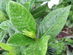 Gardenia jasminoides
