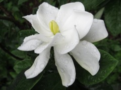 Gardenia jasminoides