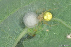 Theridion varians