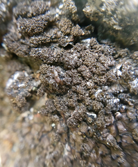 Xanthoparmelia loxodes