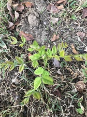 Gymnocladus dioicus
