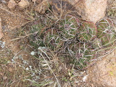 Echinofossulocactus pentacanthus
