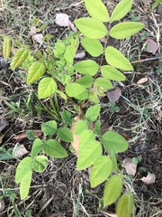 Gymnocladus dioicus